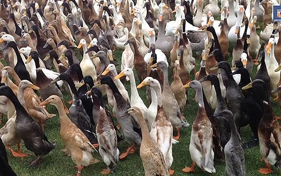 Vinhas sem pesticidas graças à ajuda de 900 patos (VÍDEO)