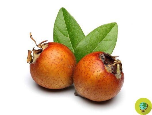 Medlar leaves: properties, benefits and how to prepare the infusion that lowers blood sugar