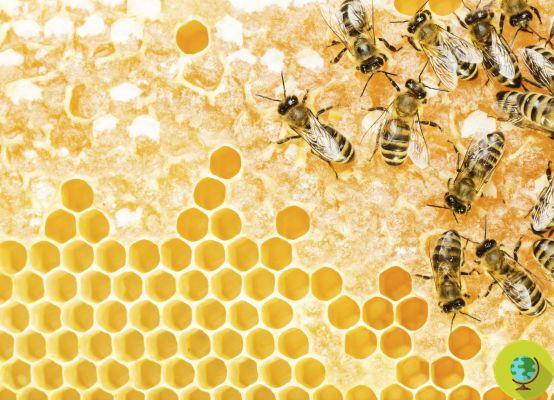 Abeilles : 33 % des ruches aux États-Unis ont été perdues l'année dernière