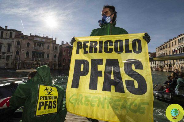 Pfas in food: the Veneto Region will have to deliver data on contamination by June