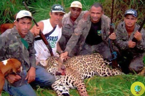 Dentist arrested after killing over a thousand jaguars in illegal hunting trips