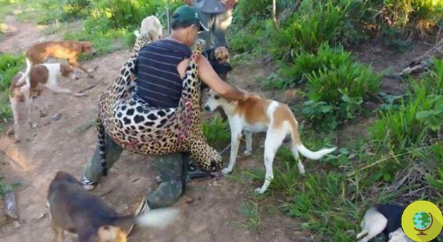 Un dentiste arrêté après avoir tué plus d'un millier de jaguars lors de voyages de chasse illégaux