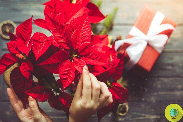 How to care for and extend the life of the poinsettia