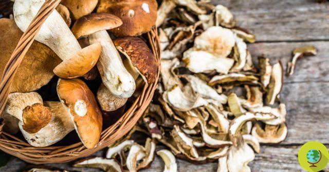 Eating mushrooms reduces the risk of prostate cancer