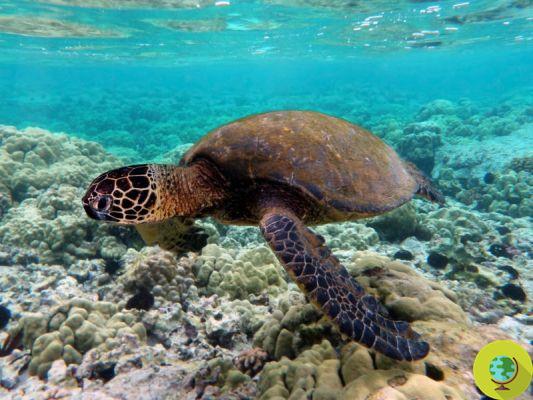 Green turtles: only females are born, the fault of the rise in temperatures