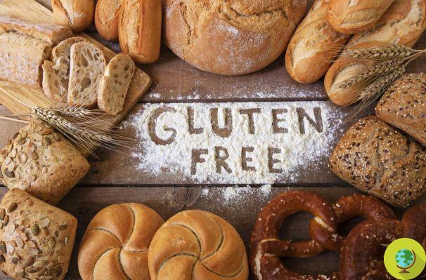 What happens to the body by eliminating gluten without being celiac?