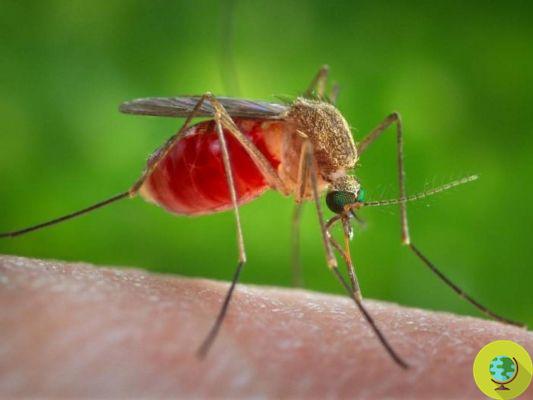 Keystone's disease: what it is and the symptoms of the new mosquito-borne disease