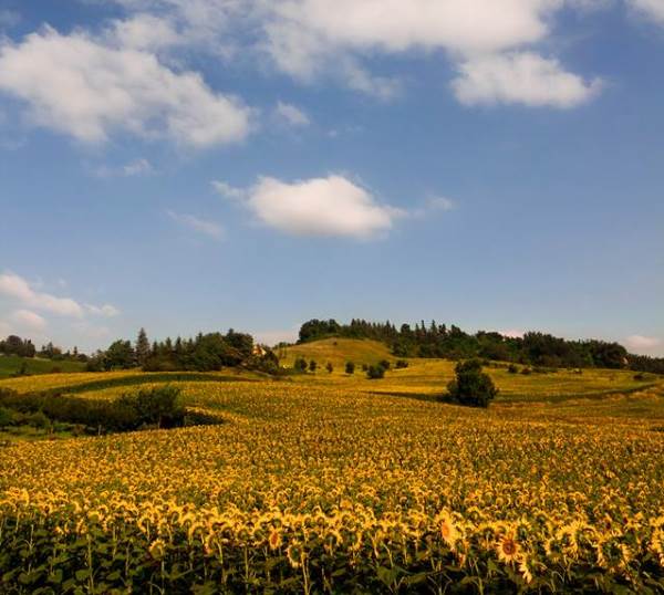 Los maravillosos campos de girasoles que tiñen de oro el Valsamoggia