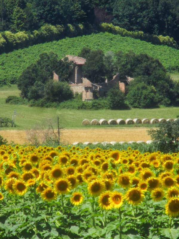 Les merveilleux champs de tournesols qui peignent l'or de la Valsamoggia
