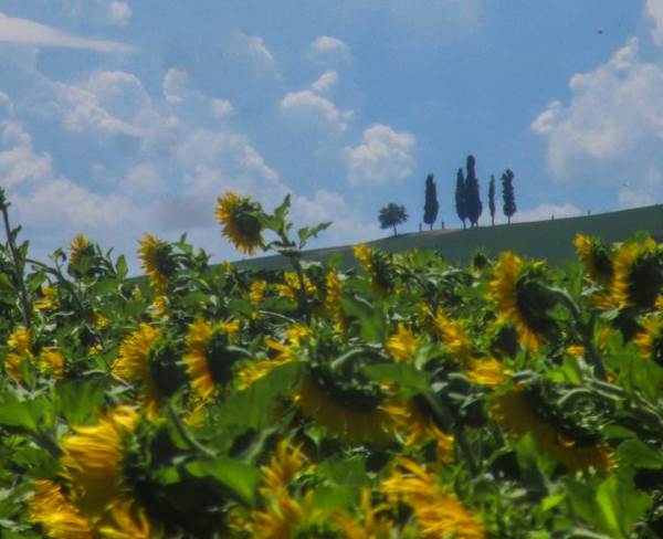 Os maravilhosos campos de girassóis que pintam o ouro Valsamoggia