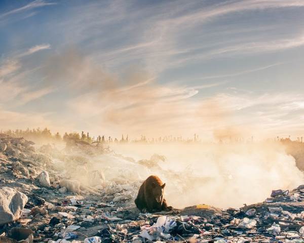 Bear sitting among the garbage looking for food: the symbolic photo of nature crying out for help