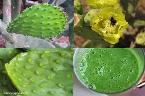 Prickly pears: 10 recipes to enjoy them at their best