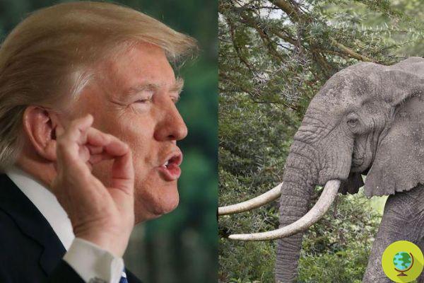 Trump se lo replantea y autoriza la importación de trofeos de caza de elefantes