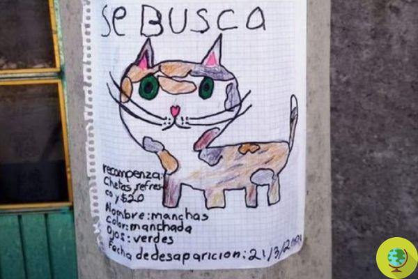 Child dresses the city with drawings of his lost kitten: whoever finds him offers a snack as a reward