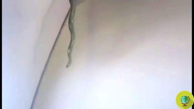 Mexique : panique dans l'avion à propos d'un serpent venimeux à bord (VIDEO)