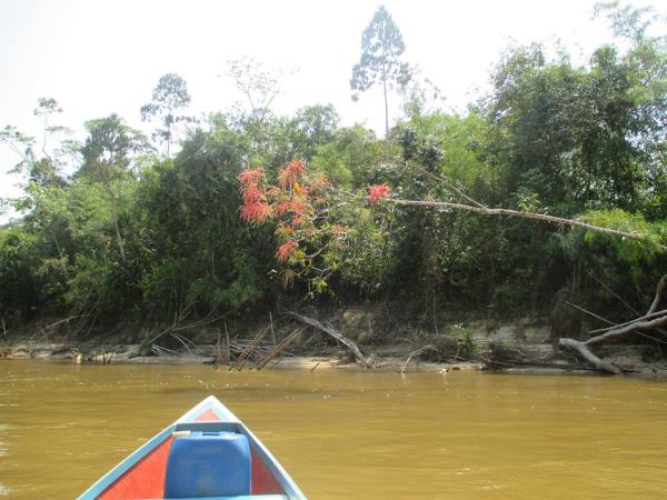 Sierra del Divisor: nace uno de los parques más grandes del mundo, para proteger la Amazonía y los indígenas (FOTO)