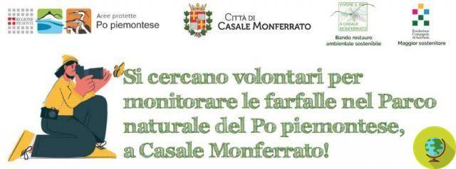 AAA está procurando voluntários para monitorar borboletas no Parque Natural do Piemonte Po