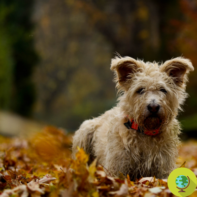 Autumn: 5 ways to stay fit with your dog