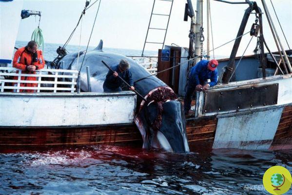 Whaling in Norway: the biggest massacre in the last 5 years, 575 specimens killed including many pregnant females