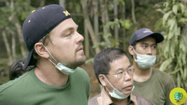 Leonardo DiCaprio donates $ 43 million to 
