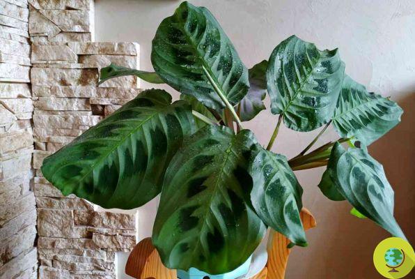 Houseplants: the 10 safest to keep indoors if you have cats and dogs