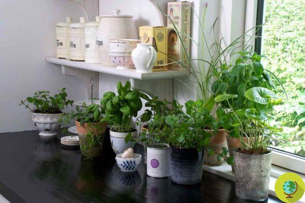 Houseplants: the 10 safest to keep indoors if you have cats and dogs