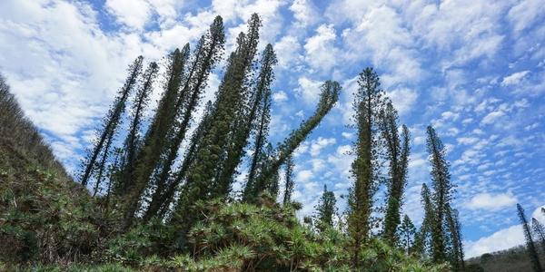 Os pinheiros de Cook, as misteriosas árvores inclinadas e sempre voltadas para o equador