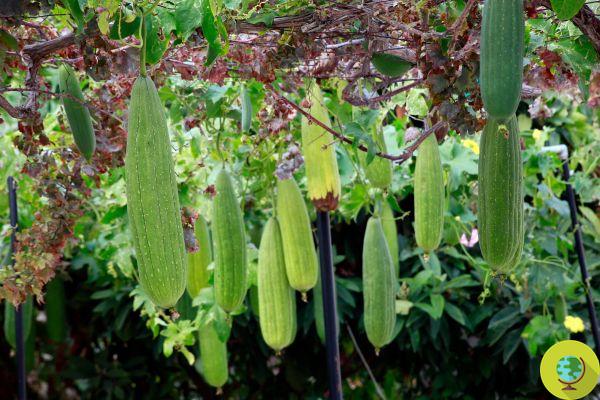 Luffa: qué es, cómo se cultiva y cómo usar el bizcocho vegetal