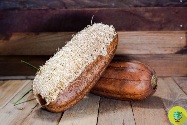 Luffa: what it is, how it is grown and how to use the vegetable sponge