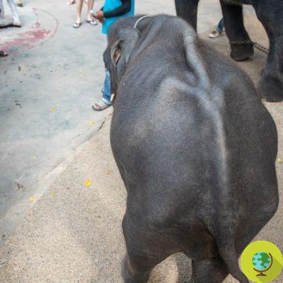 O 'dumbo' tailandês forçado a tocar gaita e bater a cabeça ao ritmo do techno