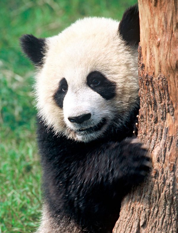 Panda gigante não está mais ameaçado de extinção (mas vulnerável)