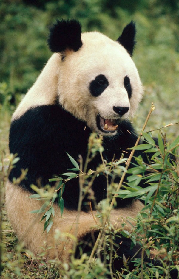 Giant panda no longer threatened with extinction (but vulnerable)