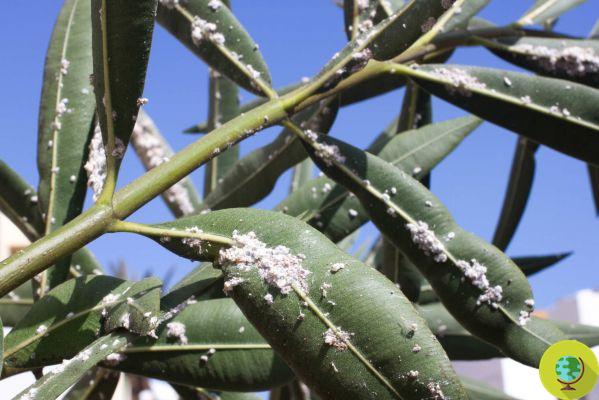 Have you ever noticed these white, woolly flakes on the trees in your garden? They are actually insects that attack plants in the fall