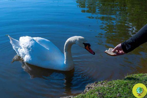 Do not give white bread to ducks, geese and swans: this is what it can cause