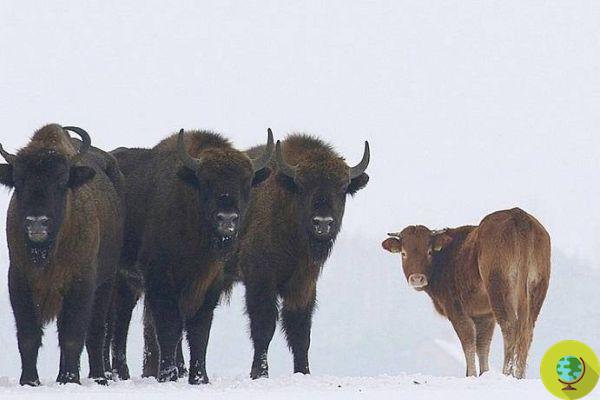 La historia de la vaca que se escapó de la granja para convertirse en bisonte