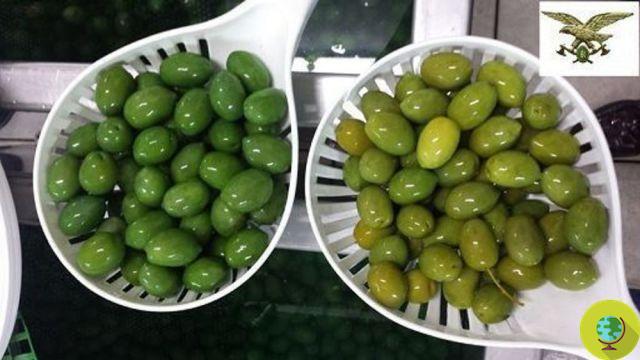 Food alert: 85 tons of 'painted' olives seized