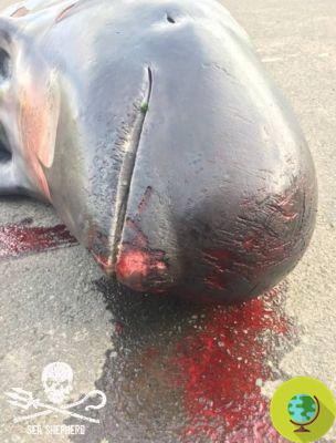 New slaughter in the Faroe Islands, another 100 pilot whales killed, fetuses torn from the belly of pregnant females