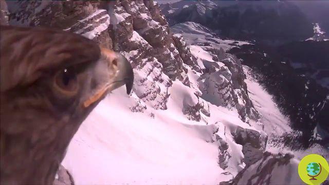 El águila que roba una cámara de video y crea una obra maestra cinematográfica (video)