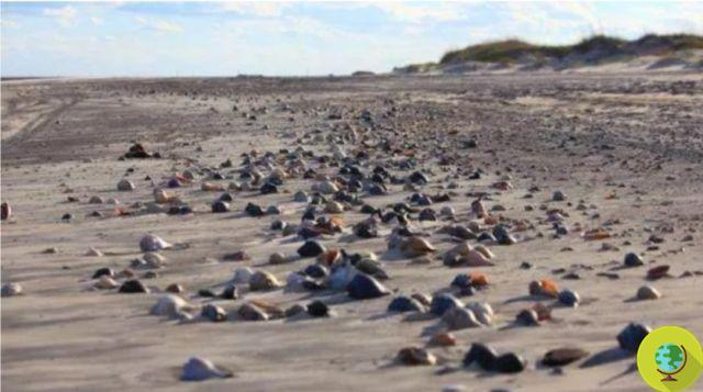 Un tapis de coquillages colorés s'entasse sur les plages américaines désertées par les touristes à cause du coronavirus