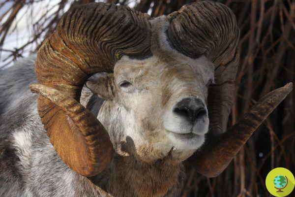 Donald Trump Junior matou uma ovelha ameaçada de extinção graças a uma 'autorização especial' de seu pai