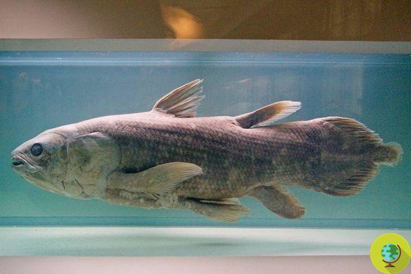 Discovered fish over 100 years old, survived the dinosaurs