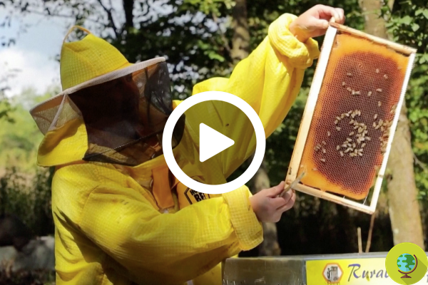 Hotel delle api: el apicultor croata que alquila colmenas a cambio de miel producida para conservar la biodiversidad