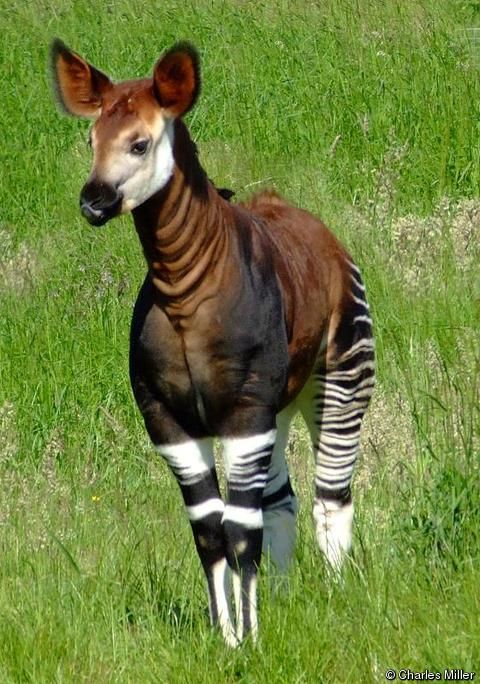 Okapi: la jirafa del bosque del Congo al borde de la extinción