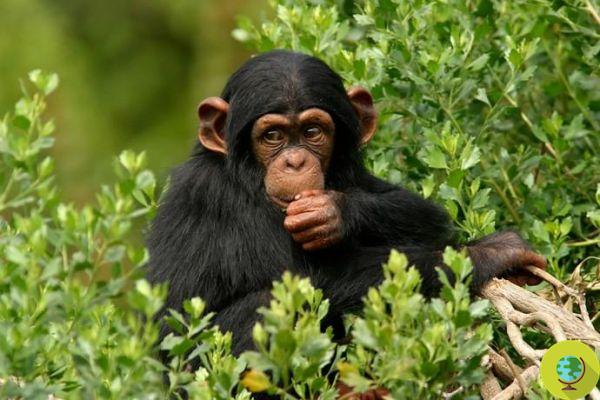 Is your bed cleaner or a chimpanzee's?