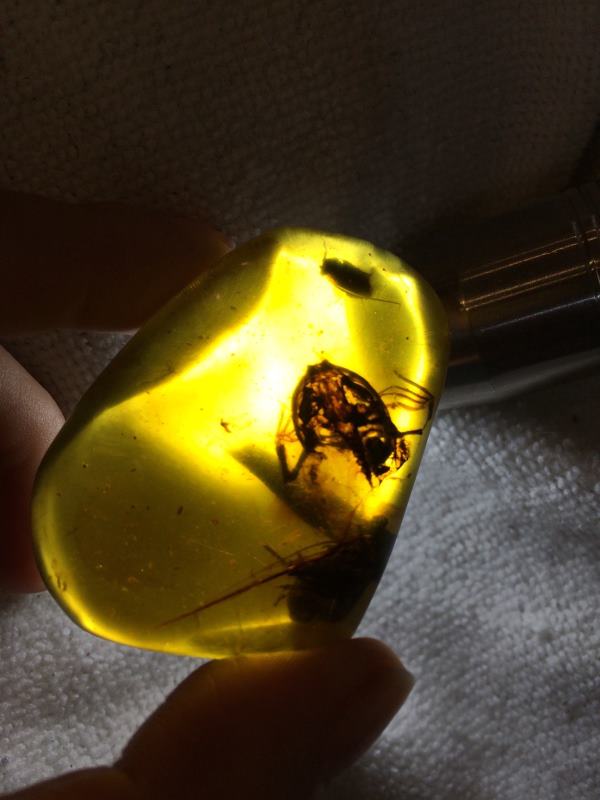 Fossil of the oldest rainforest frog found in amber