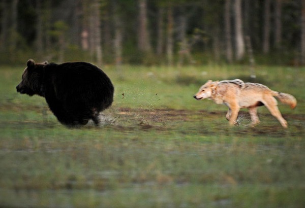 L'incroyable et rare amitié entre un loup et un ours (PHOTO)