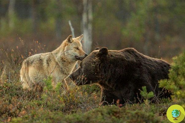 A incrível e rara amizade entre um lobo e um urso (FOTO)