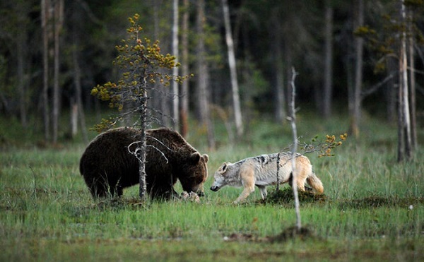 L'incroyable et rare amitié entre un loup et un ours (PHOTO)