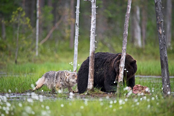 La increíble y rara amistad entre un lobo y un oso (FOTO)