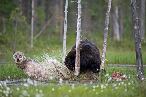 A incrível e rara amizade entre um lobo e um urso (FOTO)